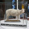 Ovce