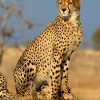 Co neumí gepard?